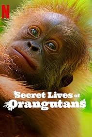 Secret Lives of Orangutans 2024 Hindi Dubbed English 480p 720p 1080p FilmyZilla